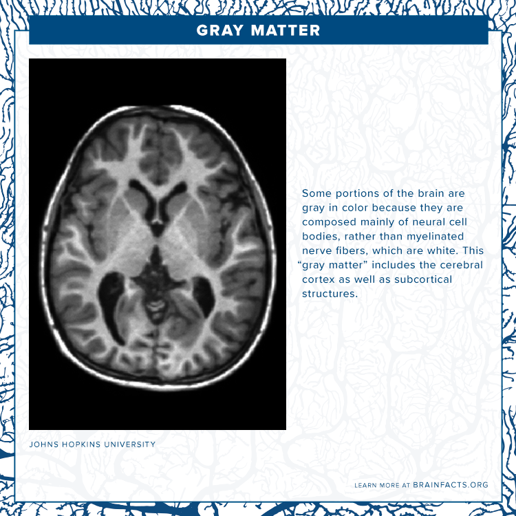 brain byte of gray matter