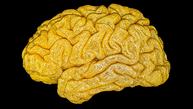 3D printed model of a brain