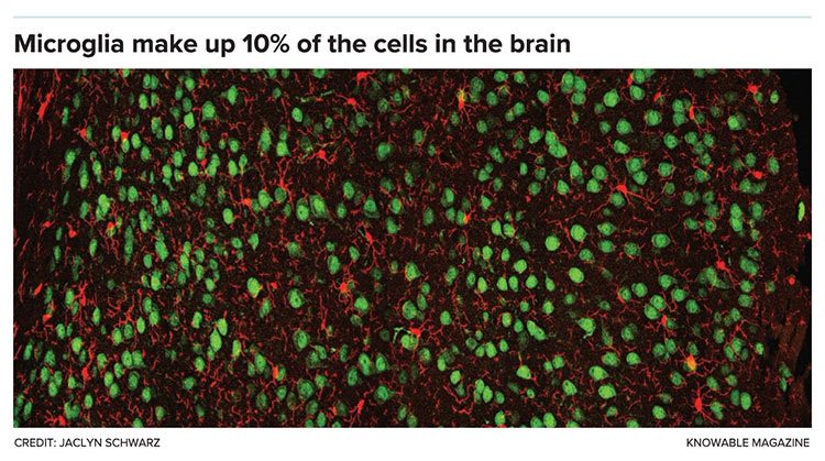 Microglia