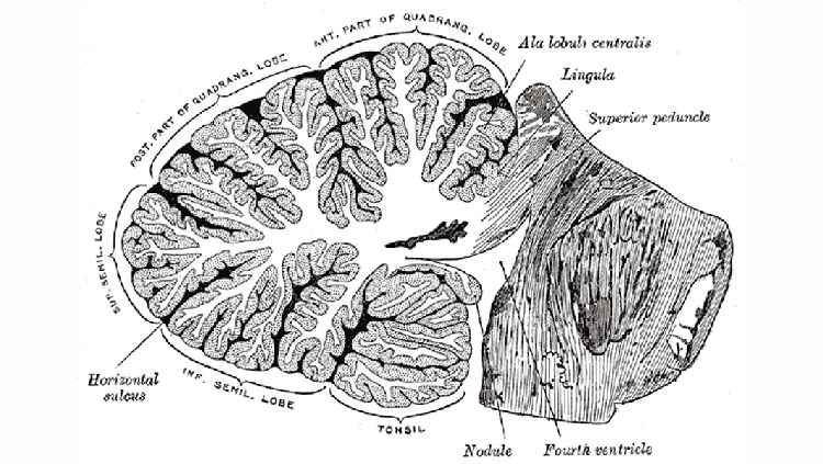 Basal Ganglia - Draw it to Know it, Neuroanatomy 