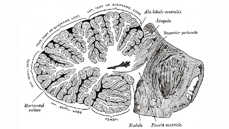 Image of the brain