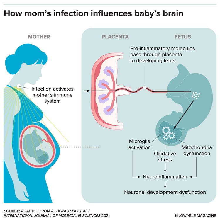 Pregnant woman's immune system