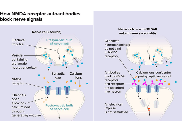NMDA receptors