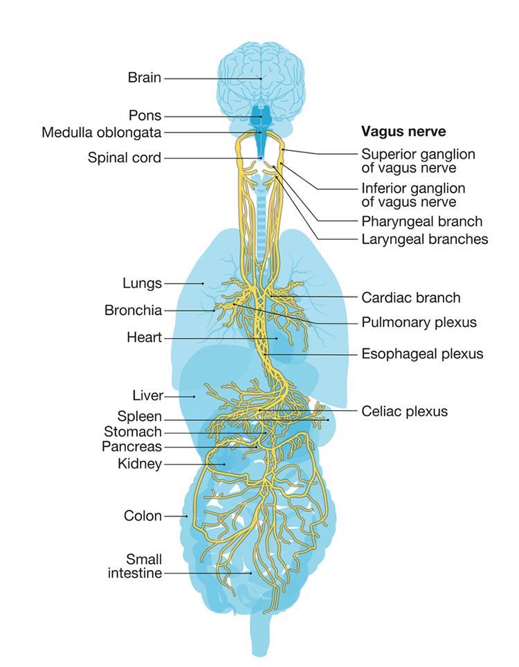 Graph of Vagus Nerve