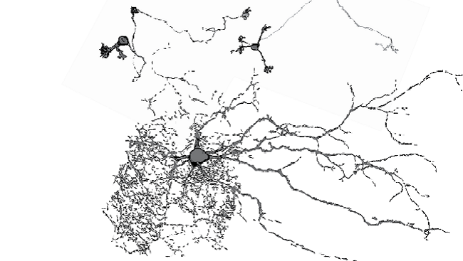 Different types of neurons in a mouse brain’s cerebellum