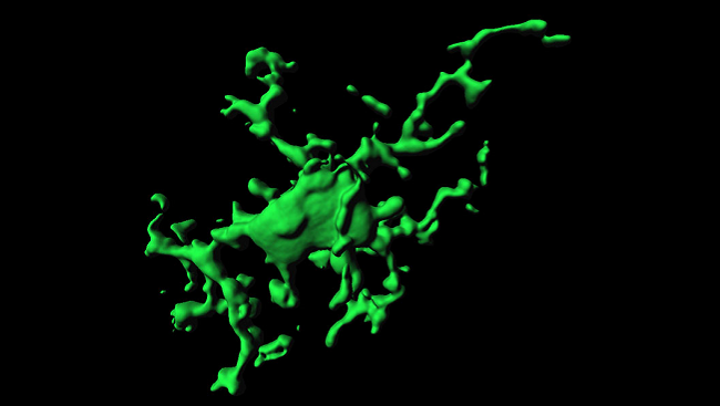 3D model of one microglia cell