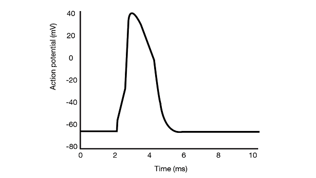 Graph of action potential versus time