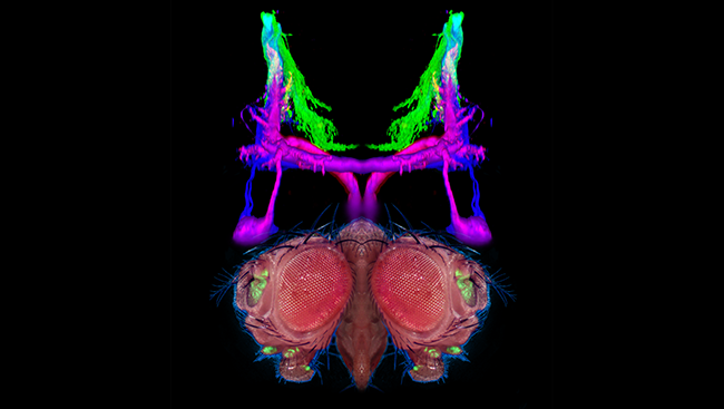 These antennae cells are labelled in green on the two mirror-image fly heads in silhouette at the bottom of the image.