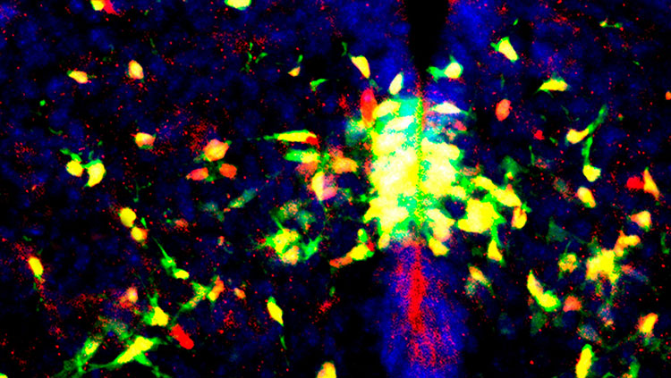 Generation of oligodendrocytes