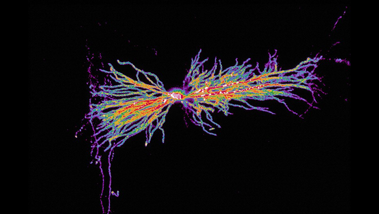 Image of an interneuron connecting with neurons, in purple and yellow and light blue