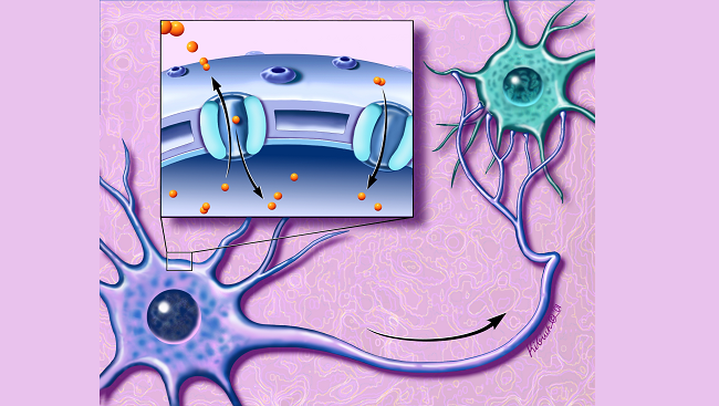 Illustration of ion channels
