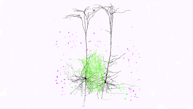 Nerve cells in the brain