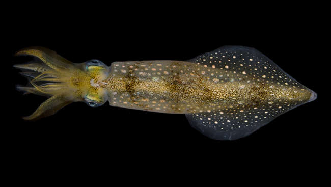 Photo of the longfin squid Loligo pealeii 