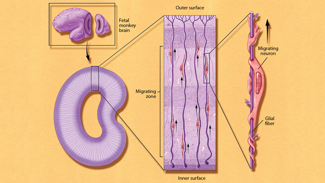 Diagram of neuron migration