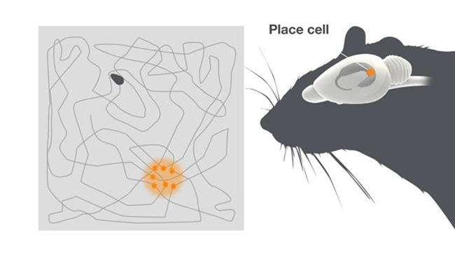 Illustration of mouse and brain