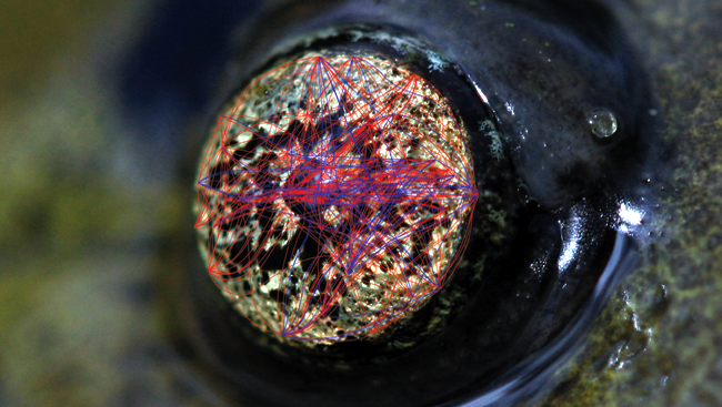 Image of the Week: Eye of the Tiger (Salamander)