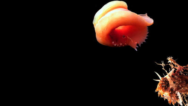 Image of the Week: A Slug's Life (sea slugs swimming)