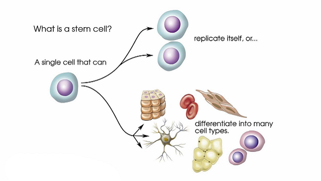 Stem Cell Diagram