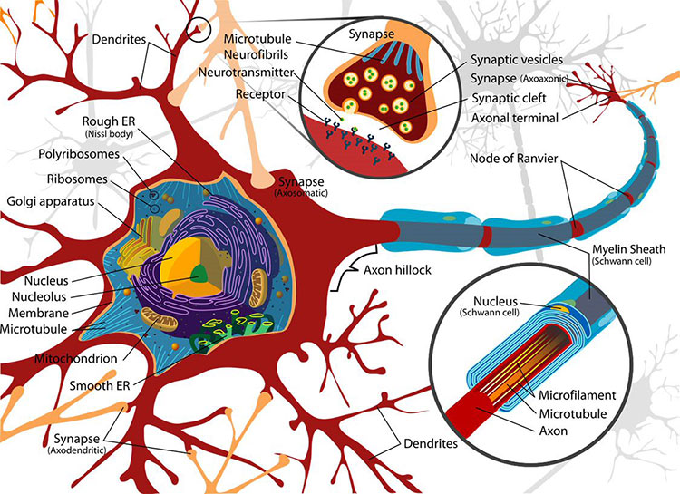 Infographic showing neurotransmission