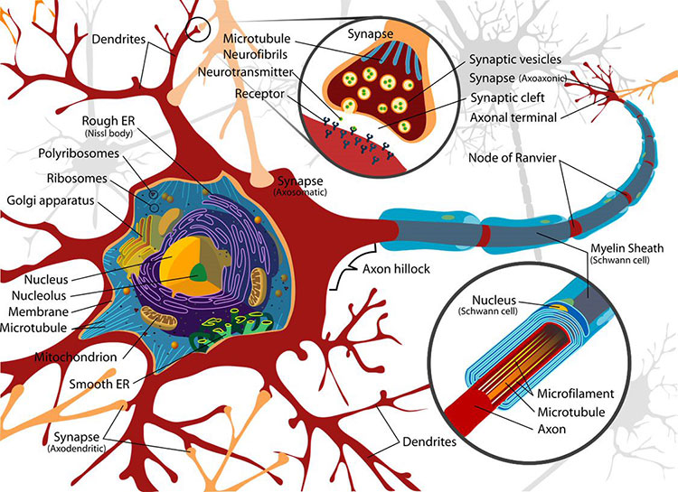 Schematic representation illustrating the astrocyte-synapse alterations