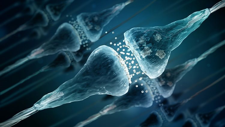 Image showing neurotransmission