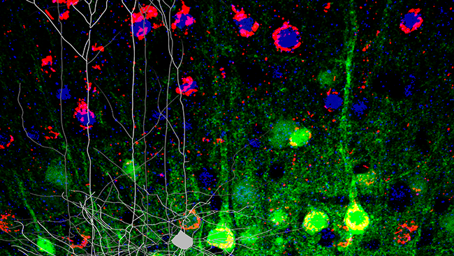 scientists labeled a transcription factor called Fezf2 (in green) in cells in the motor area of the mature mouse cortex. Neurons in the layer above (in red and blue) did not express Fezf2. The gray cells show how the shape of the neurons change after Fezf2 is expressed, growing tufted dendrites.