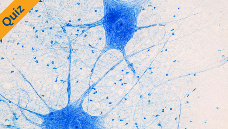 Education Spinal cord and Motor Neuron under the microscope in Lab.