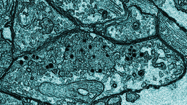 Proteins that affect cell communication.