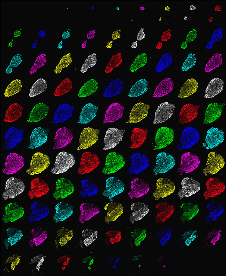 multicolored cell bodies of peripheral nerve of a mouse