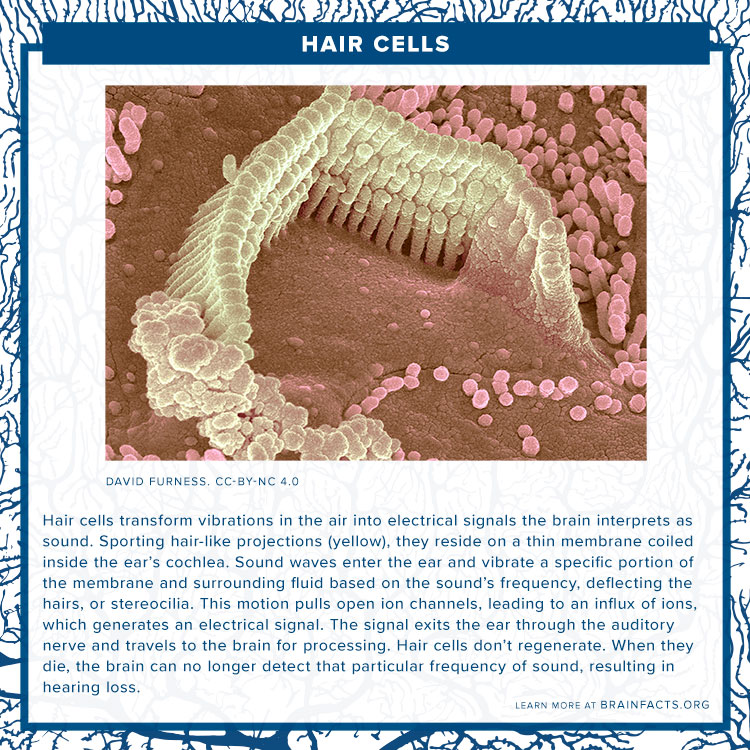 Hair cell brain byte