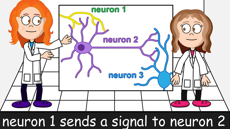 Neurons work thumbnail