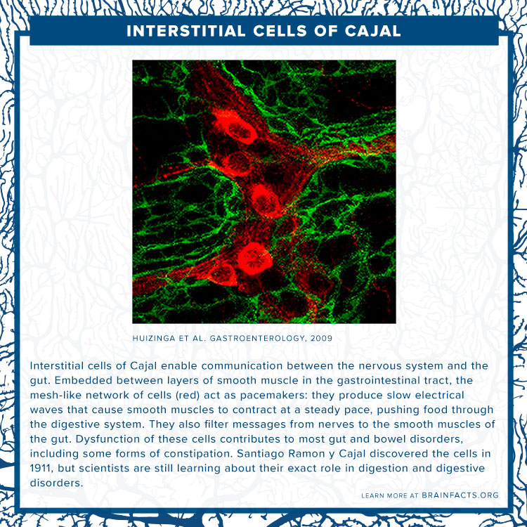Interstitial Cells of Cajal Brain byte