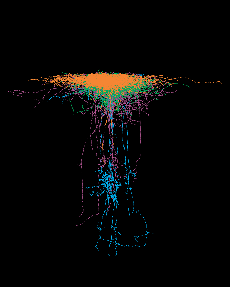 Digital Reconstruction of a Mouse Cerebral Cortex