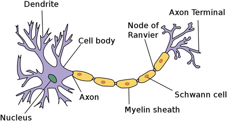 A graphic of a neuron
