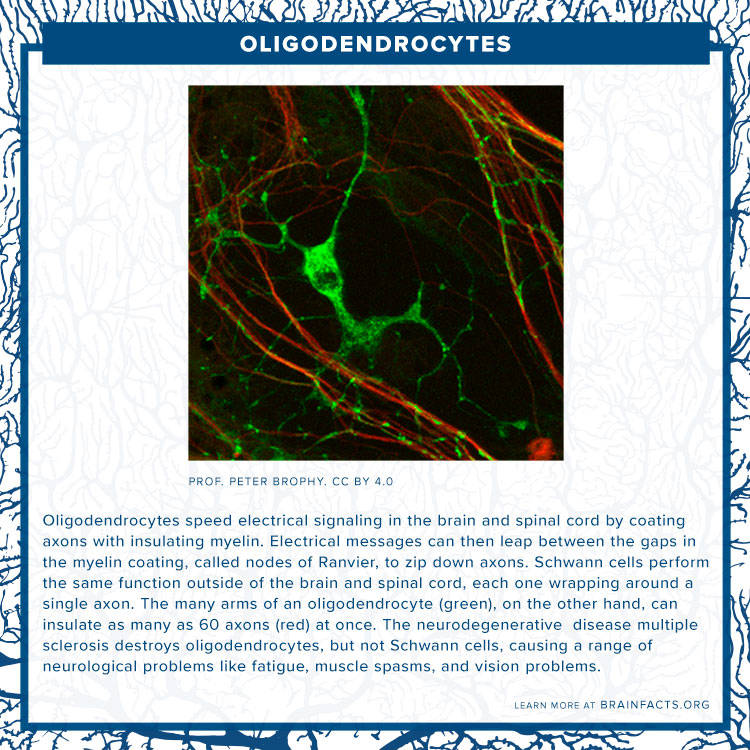 Oligodendrocytes Brain Byte