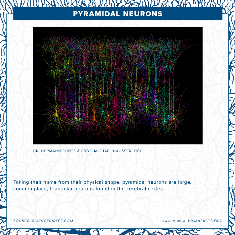 brain byte of pyramidal neurons