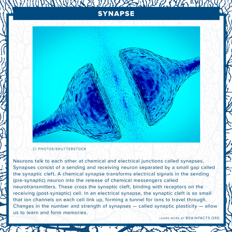 Synpase brain byte