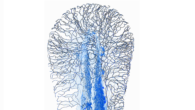 Mitochondria in a zebra fish tail