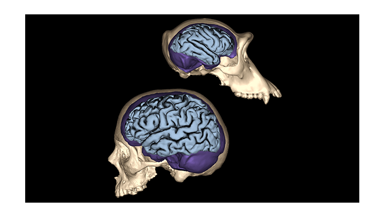 Brain Evolution: Searching for What Makes Us Human