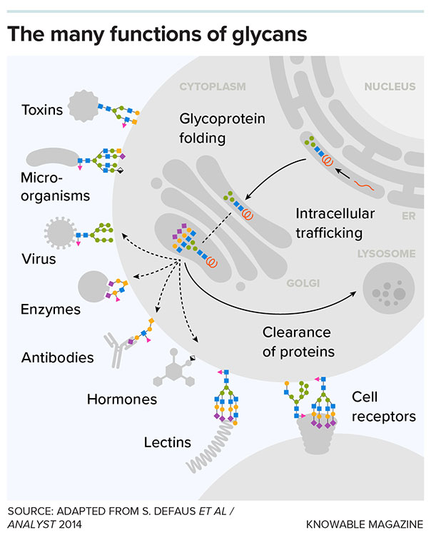 Infographic of glycans