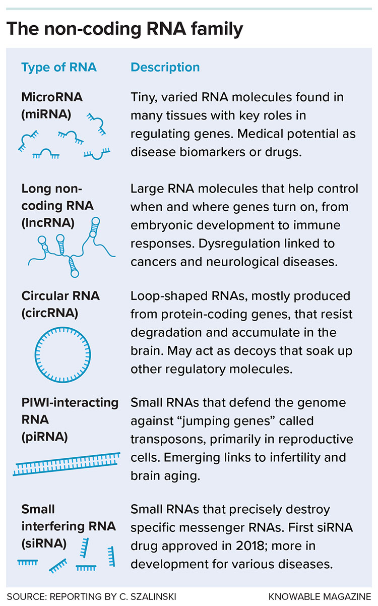 Five types of non-coding RNAs
