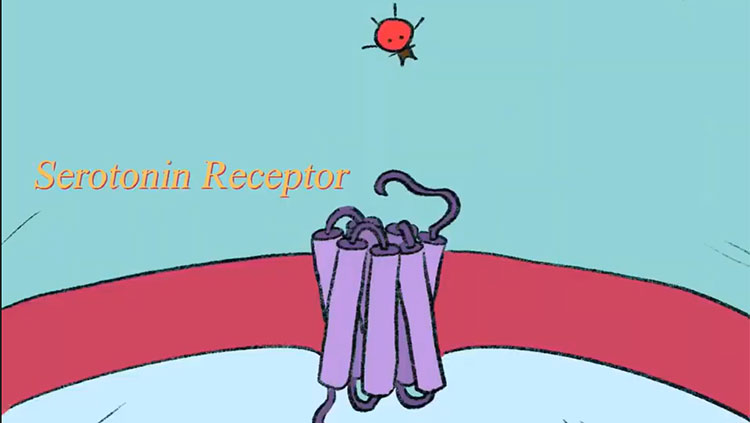 Graphic of serotonin receptors