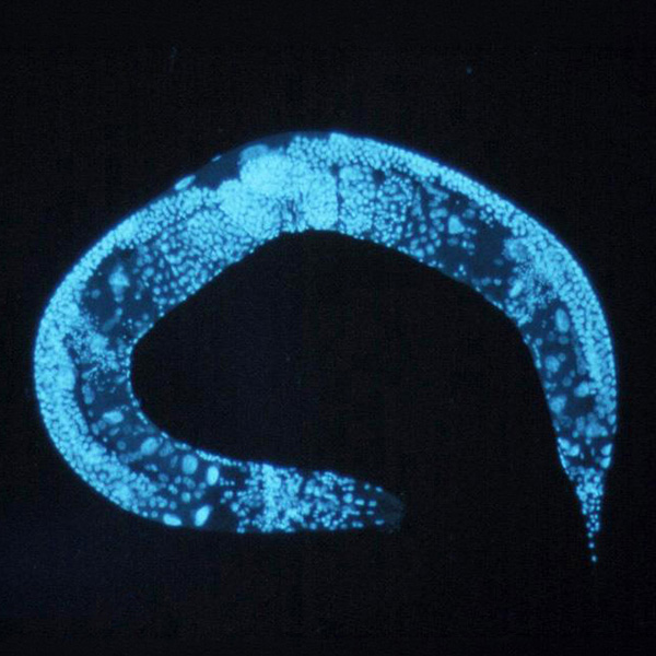 Caenorhabditis elegans