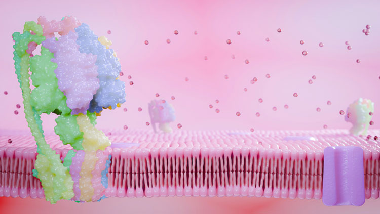 Sugary glyoprotein