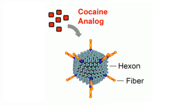 Diagram of a cocaine analog.