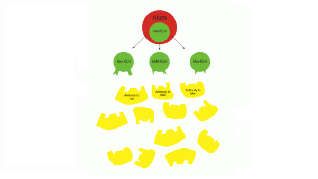 Diagram of an anti-heroin vaccine.