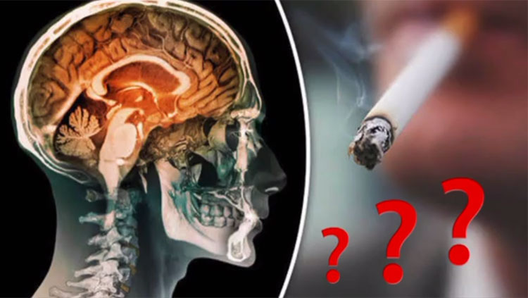The human brain and a cigarette