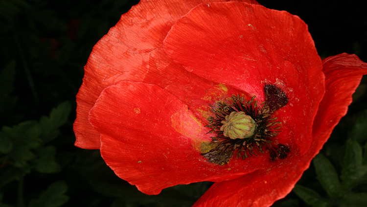 Poppy flower