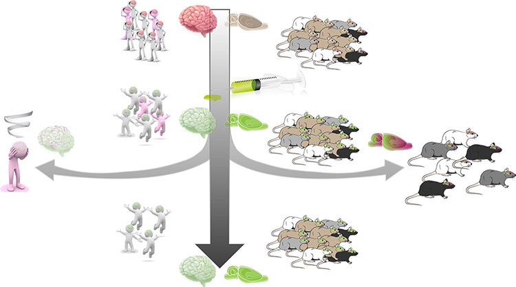 Graphic of rats using drugs