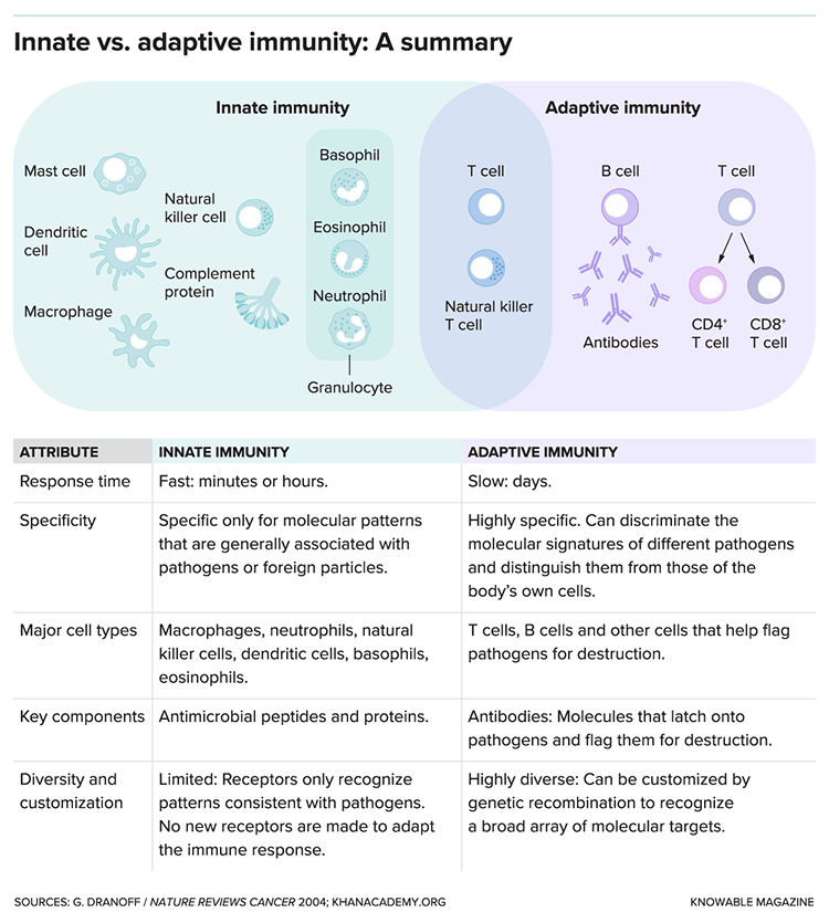 innatve vs. adaptive immunity chart